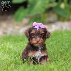 Bon Bon, Yorkie Poo Puppy